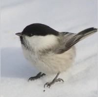 bird_winter_snow_213718