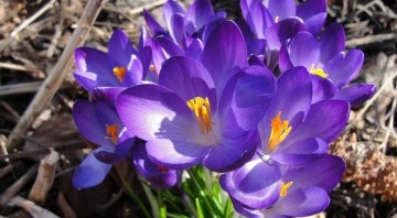 flower_spring_flowers_purple